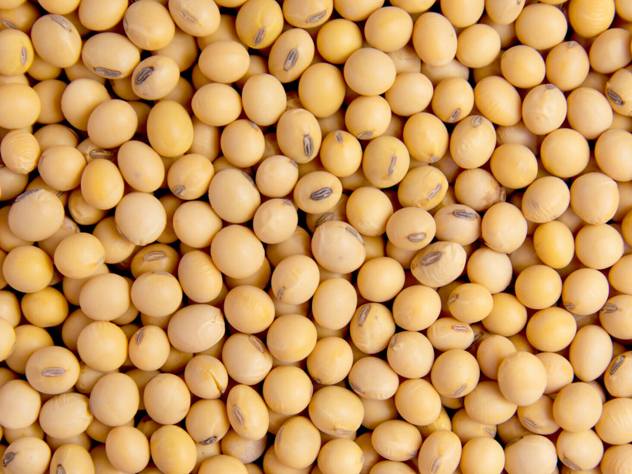 Компанія Ін Форс Кемікал пропонує якісну сою