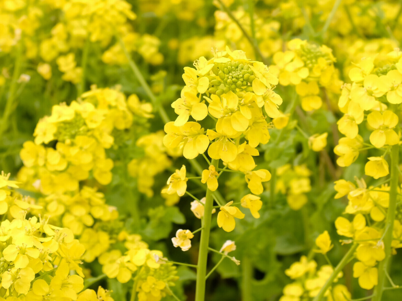 Компанія Ін Форс Кемікал пропонує якісний ріпак