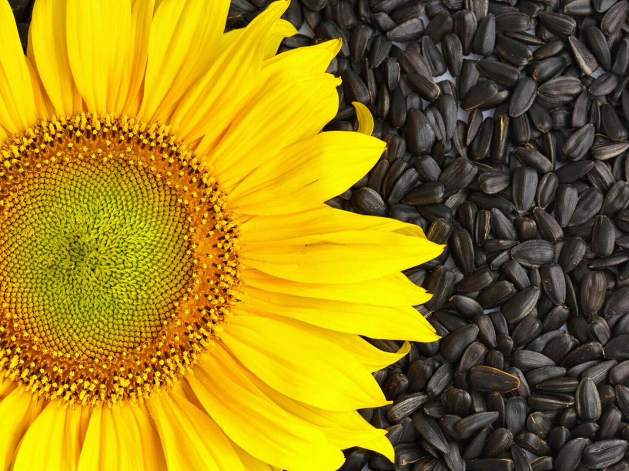 Компанія Ін Форс Кемікал пропонує якісний соняшник