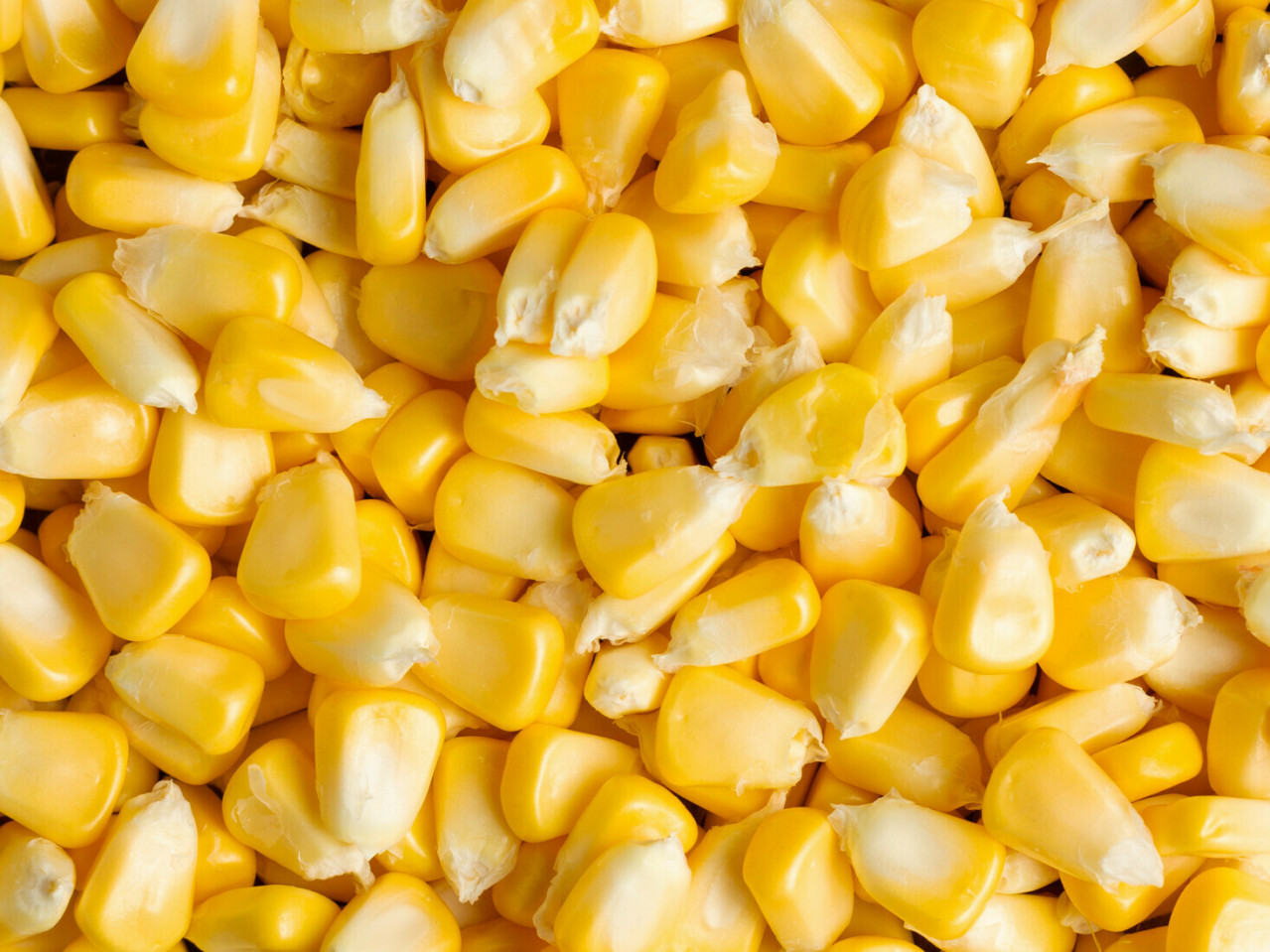 Компанія Ін Форс Кемікал пропонує якісну кукурудзу