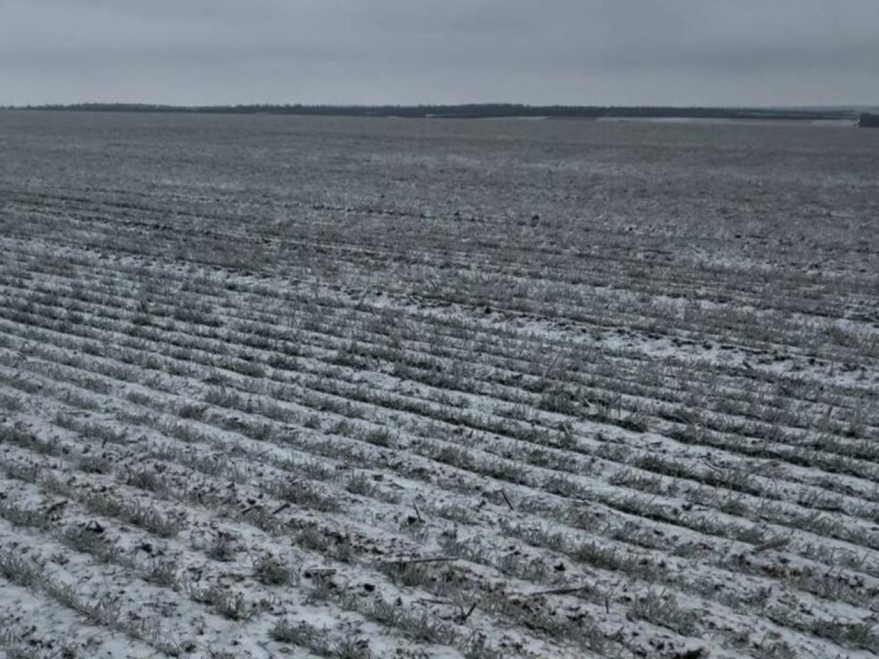 Поле озимих культур на мерзлоталому ґрунті з залишками снігу під час лютневих вікон